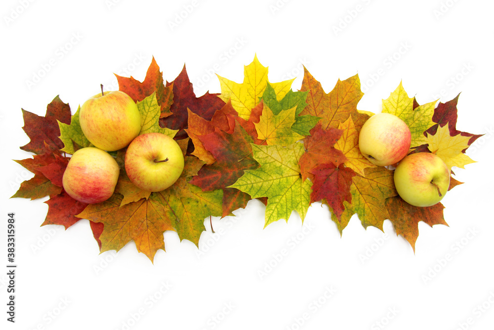 Ripe apples lie on autumn maple colored foliage on a white background.The concept of the autumn banner in the store, discounts,sales, postcard decor on September 1, teacher's Day, Thanksgiving Day Ripe apples lie on autumn maple colored foliage on a white background.The concept of the autumn banner in the store, discounts,sales, postcard decor on September 1, teacher's Day, Thanksgiving Day