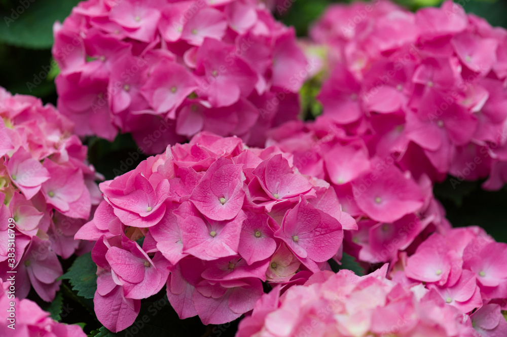 Blühende Hortensie