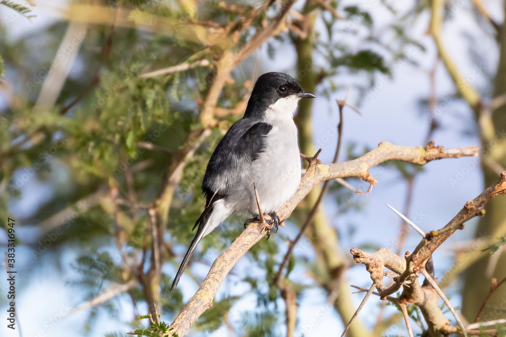 Fiscal flycatcher (Sigelus silens silens ) in acacia woodland on a freezing cold misty morning, Western Cape, South Africa with fluffed up feathers Fiscal flycatcher (Sigelus silens silens ) in acacia woodland on a freezing cold misty morning, Western Cape, South Africa with fluffed up feathers