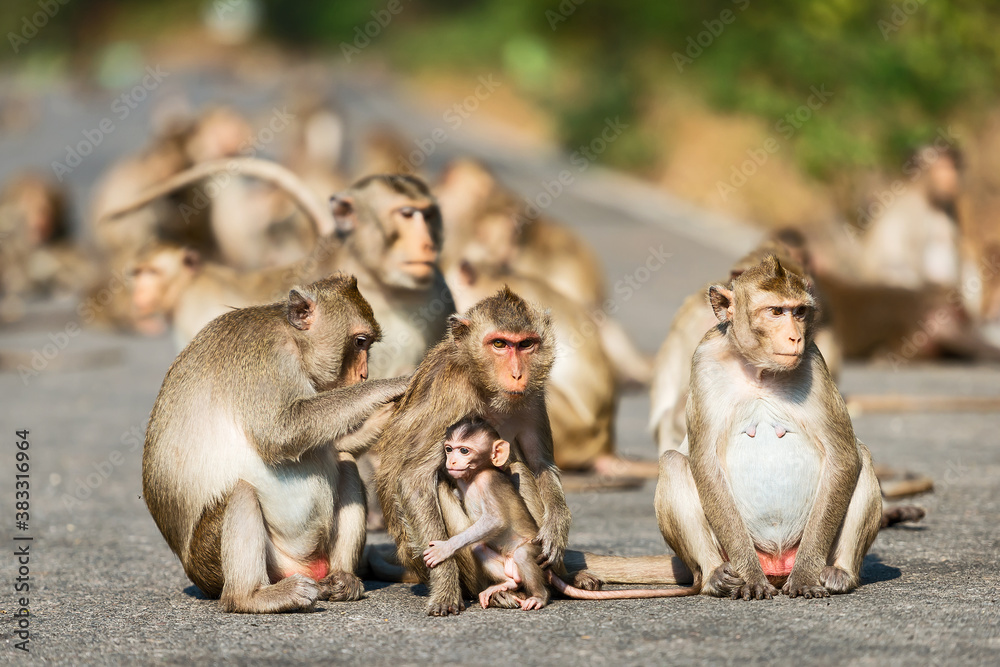 Family monkeys Thailand cold morning.