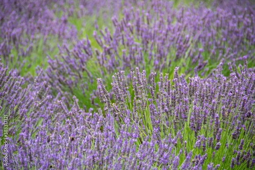 bumblebees collecting nectar from lavender