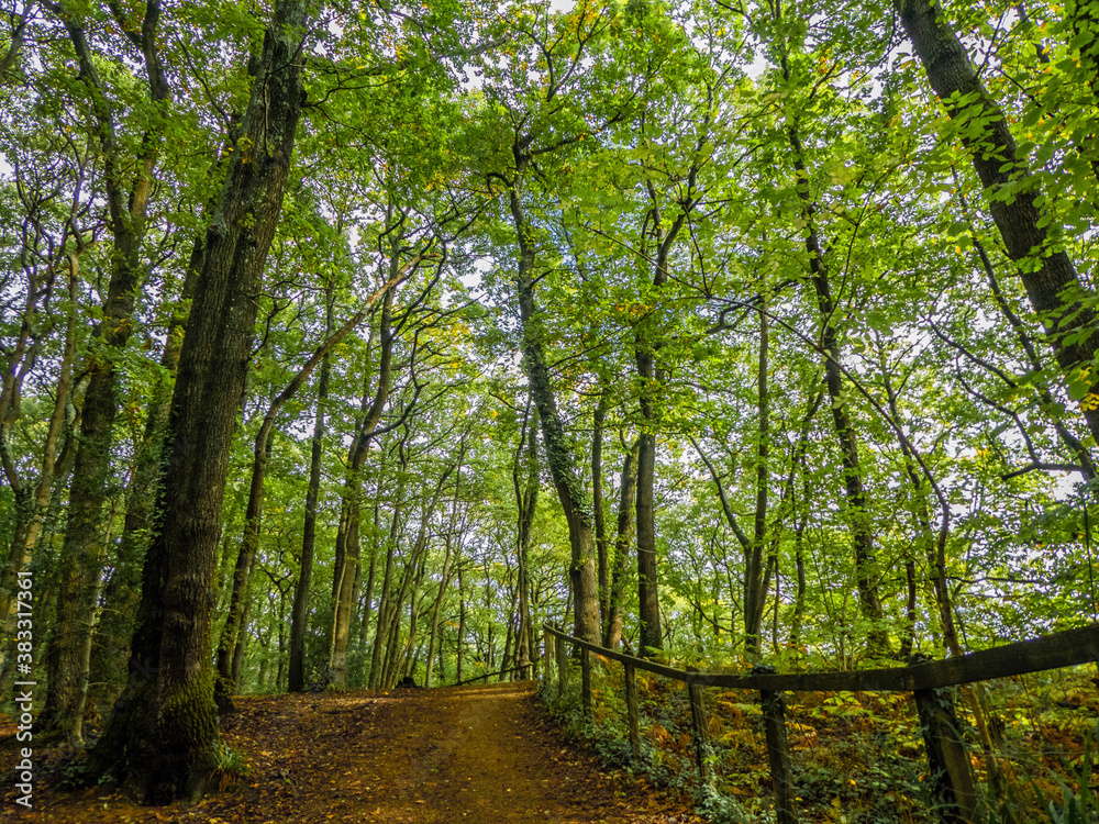 beautiful woodland path on a bright Autumn day beautiful woodland path on a bright Autumn day