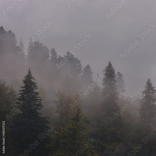 Misty landscape with fir forest, scenic view of treetops in clouds, natural background