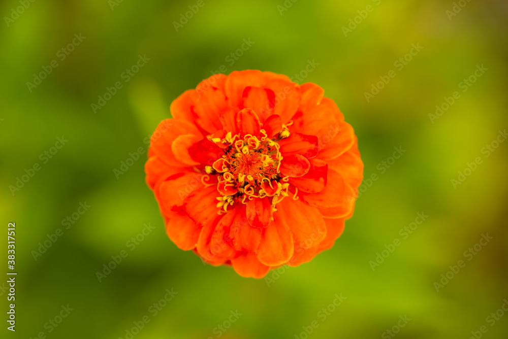 Bright orange elegant zinnia flowers in the garden. Bright orange elegant zinnia flowers in the garden.