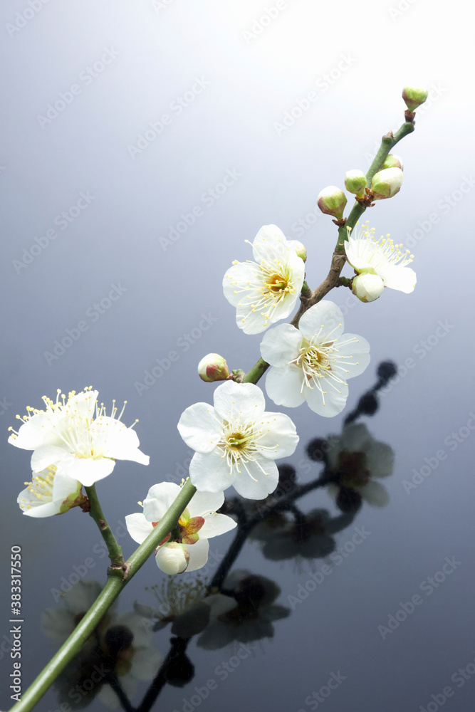 Obraz premium 梅の花