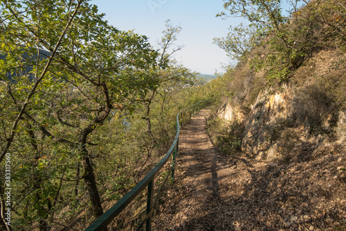 Wege im Wald