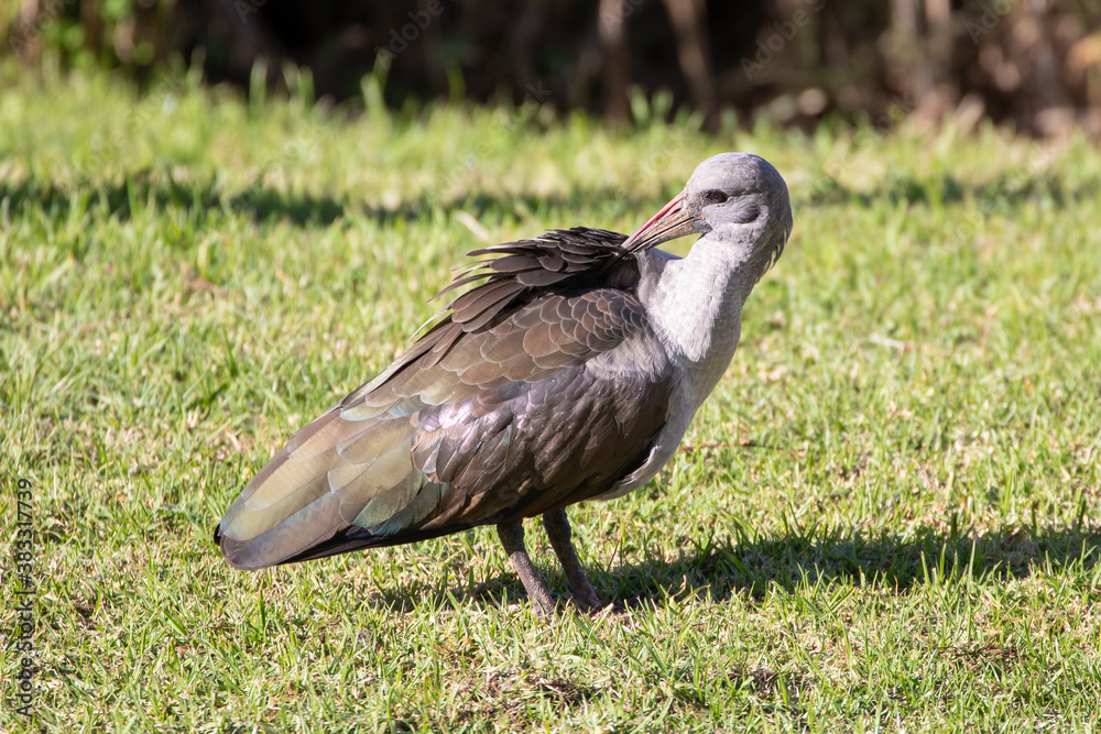 Fototapeta premium Hadeda Ibis / Hadada Ibis (Hagedashia hagedash) preening its feathers at sunrise, Western Cape, South Africa