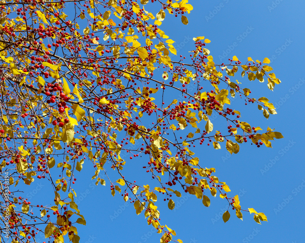 Branch of wild apple tree in autumn. Beautiful bright view of red berries and yellow leaves close-up.