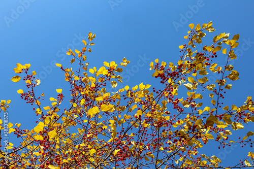 Branch of wild apple tree in autumn. Beautiful bright view of red berries and yellow leaves close-up.
