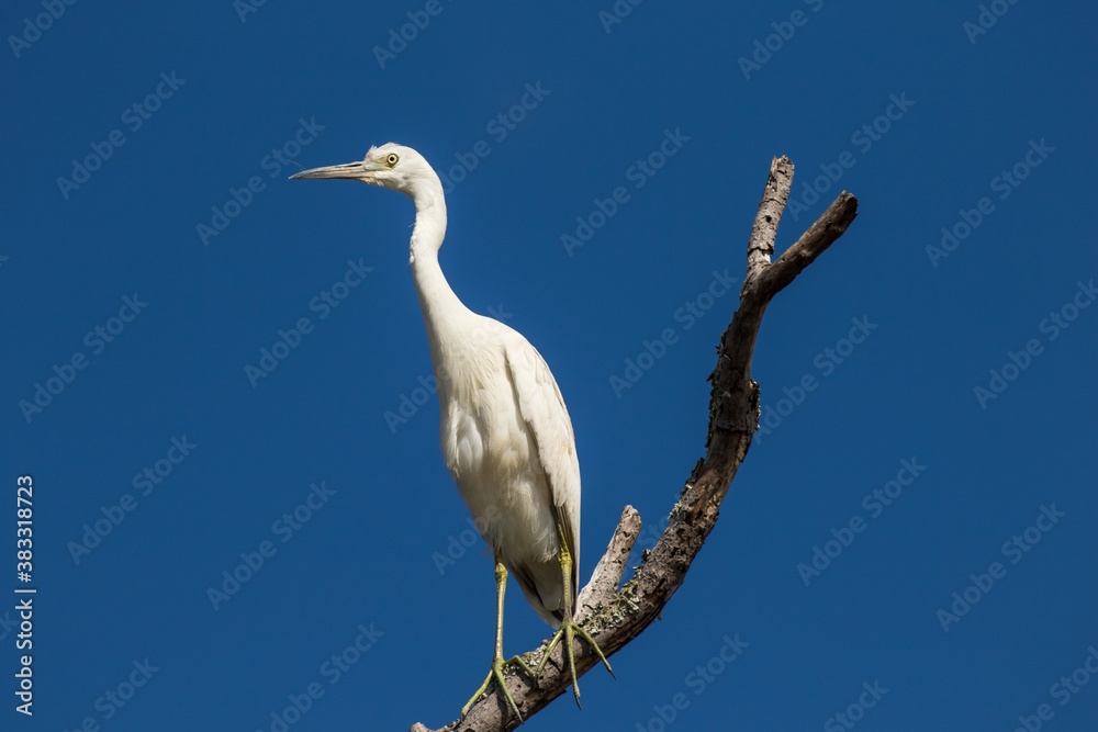 a juvinal little blue heron perched on a high dead tree limb. a juvinal little blue heron perched on a high dead tree limb.