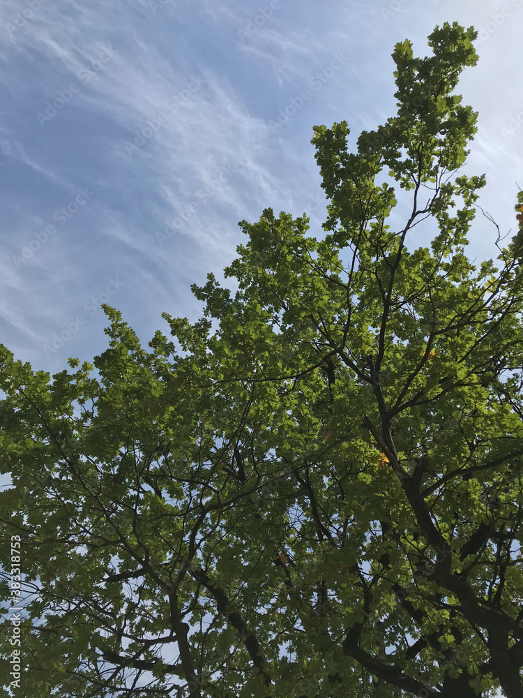 trees and sky trees and sky