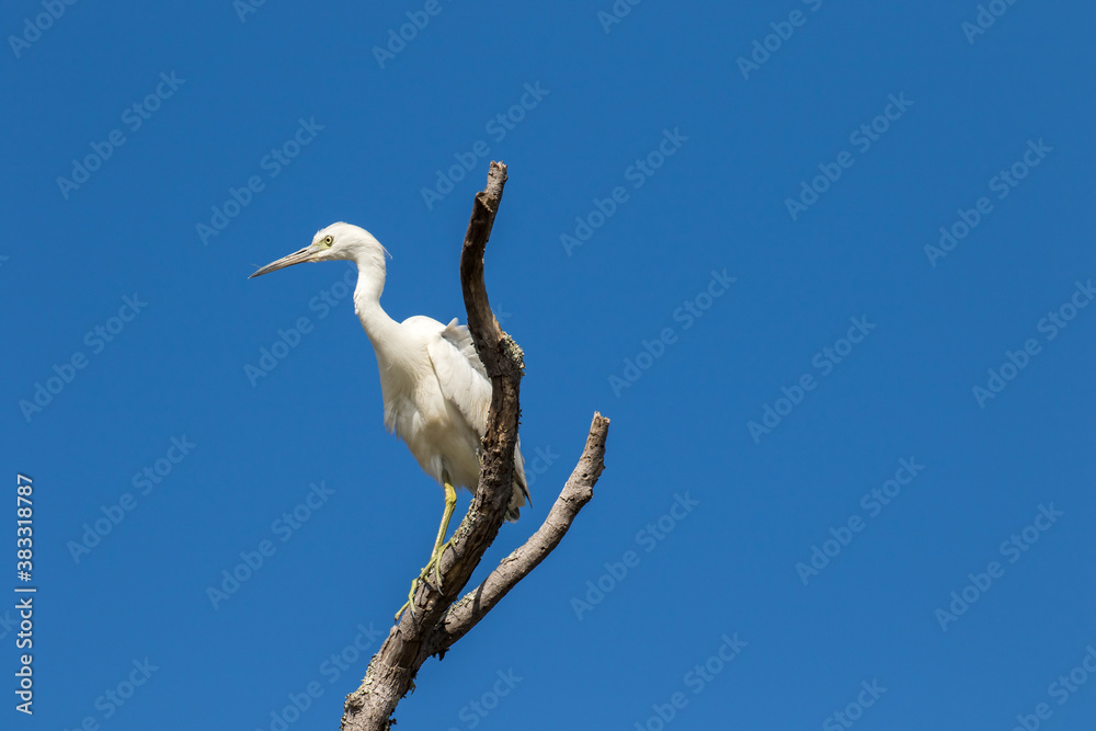 a juvinal little blue heron perched on a high dead tree limb. a juvinal little blue heron perched on a high dead tree limb.
