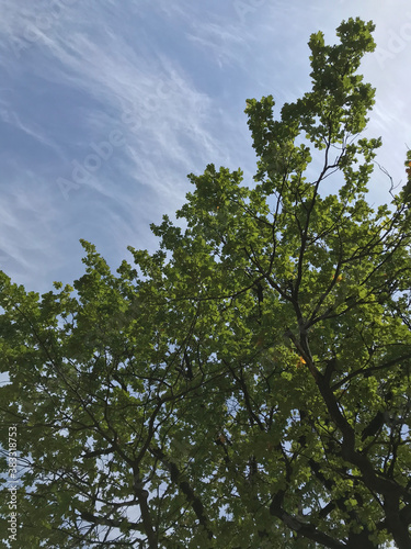 trees and sky