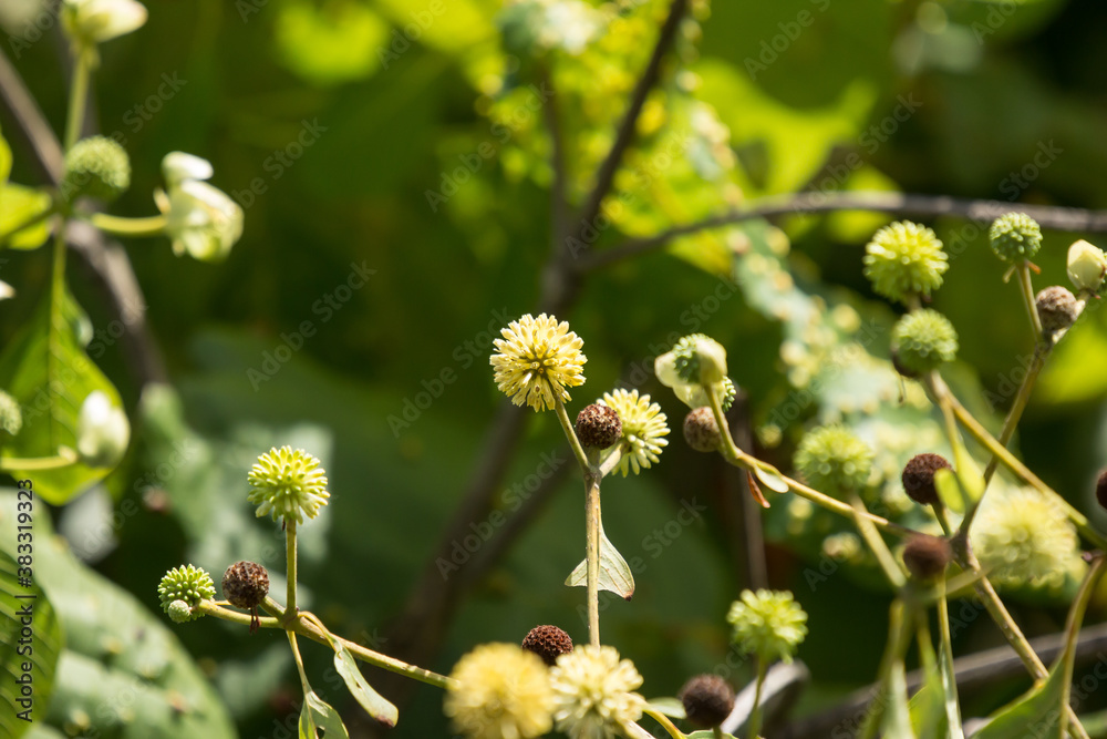 Green flower of teak tree with green leaf Green flower of teak tree with green leaf