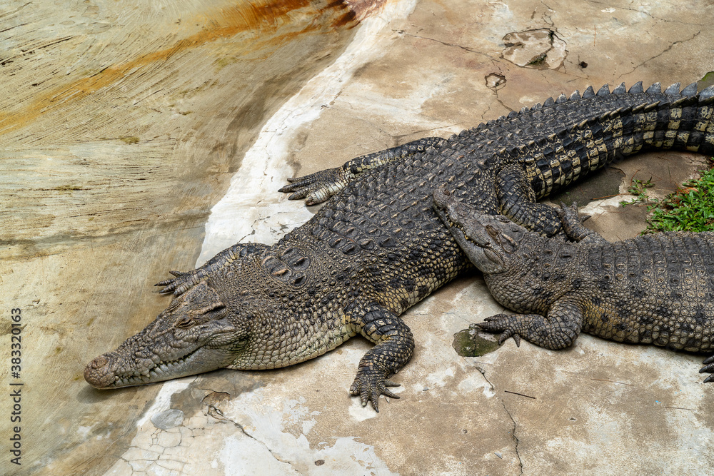Crocodiles are sleeping beside the pond Crocodiles are sleeping beside the pond