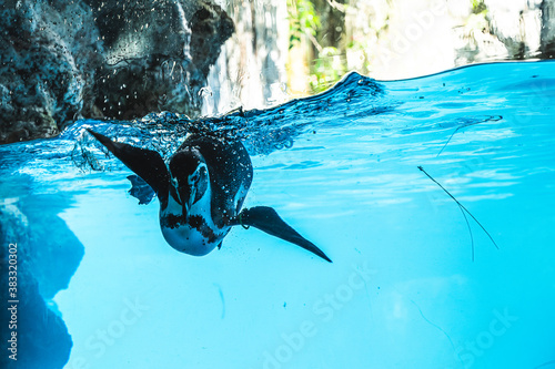 Humboldt penguin is swimming in the pool