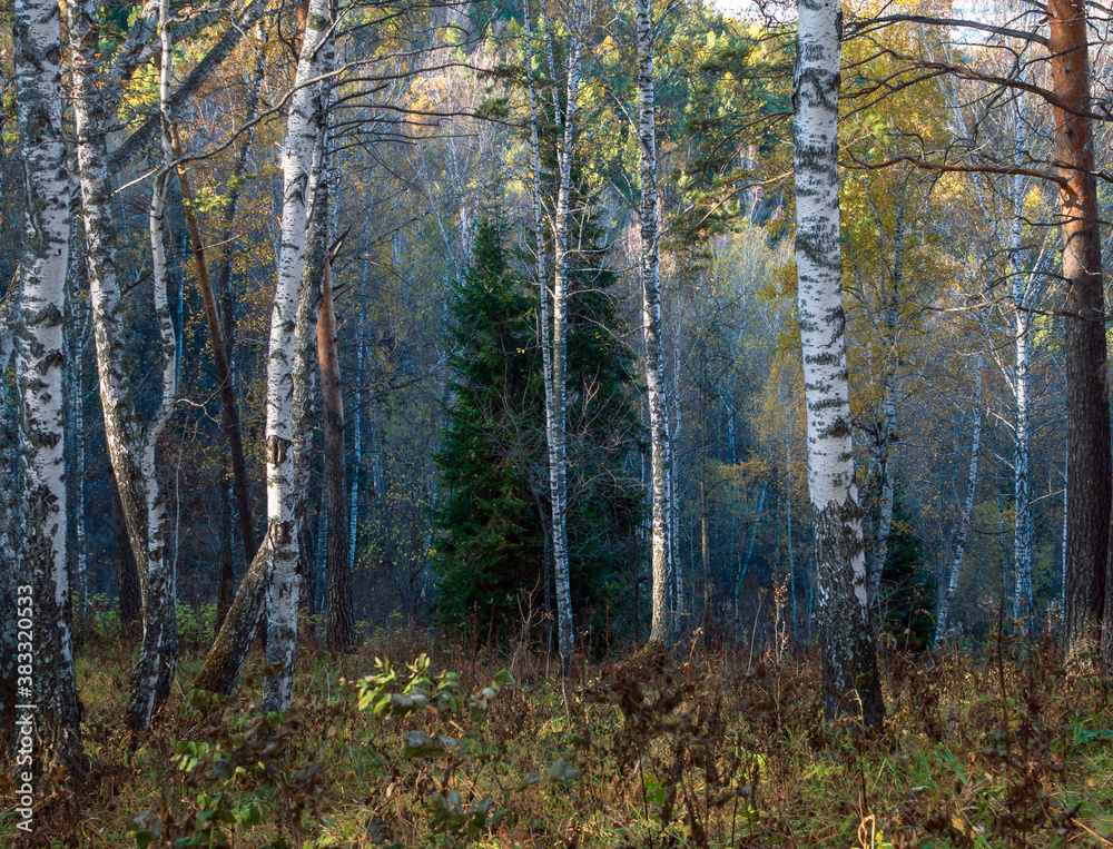 Fototapeta premium A autumn forest in the Siberian State Reserve near Krasnoyarsk.