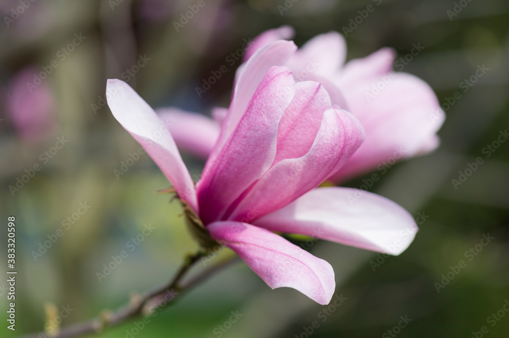 Blühende Magnolien in zart rosa
