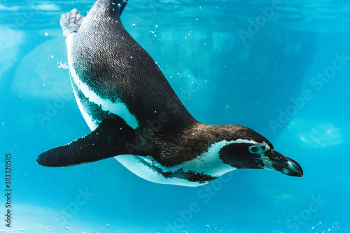 Obraz na plátně Humboldt penguin is swimming in the pool