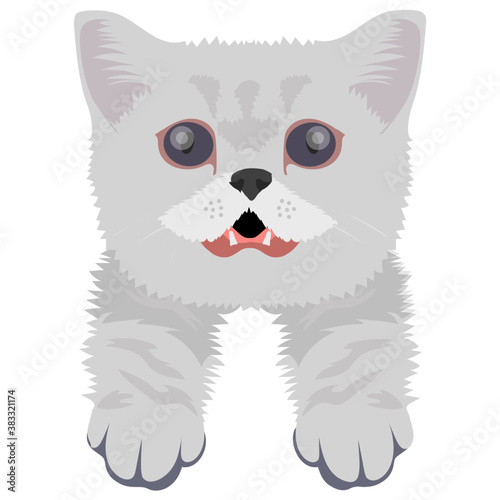
A cute cross cat with amazed emotion 

