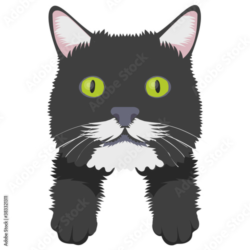 
A grey colored wildcat lives in forest oftenly used as pet 
