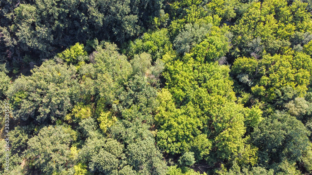 Bird's eye view of green forest with a lot of trees Bird's eye view of green forest with a lot of trees