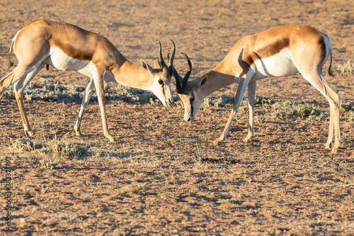 Fototapeta Naklejka Na Ścianę i Meble -  Springbuck or Springbok (Antidorcas marsupialis) rams mock fighting Kgalagadi Transfrontier Park, Kalahari, Northern Cape, South Africa
