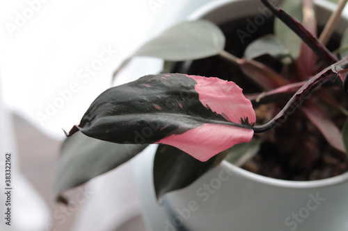detail of a Philodendron Pink Princess, modern houseplant 