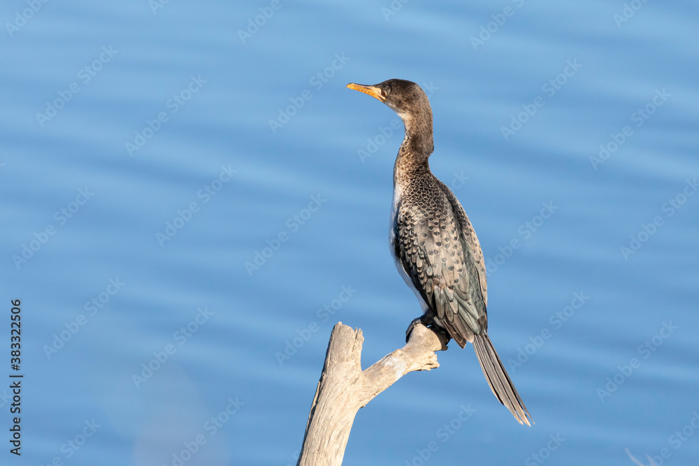 Obraz premium Reed Cormprant or Long-tailed Cormorant (Microcarbo africanus) non-breeding adult perched above Breede River, Western Cape, South Africa in winter