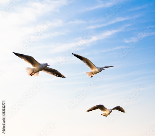 Three seagulls in flight on blue sky