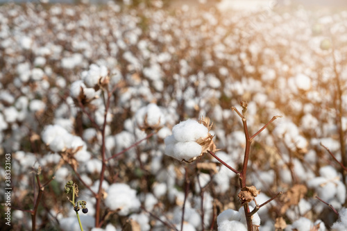 A white cotton plant and a cotton field ready to be harvested in the background. The concept of agriculture photo