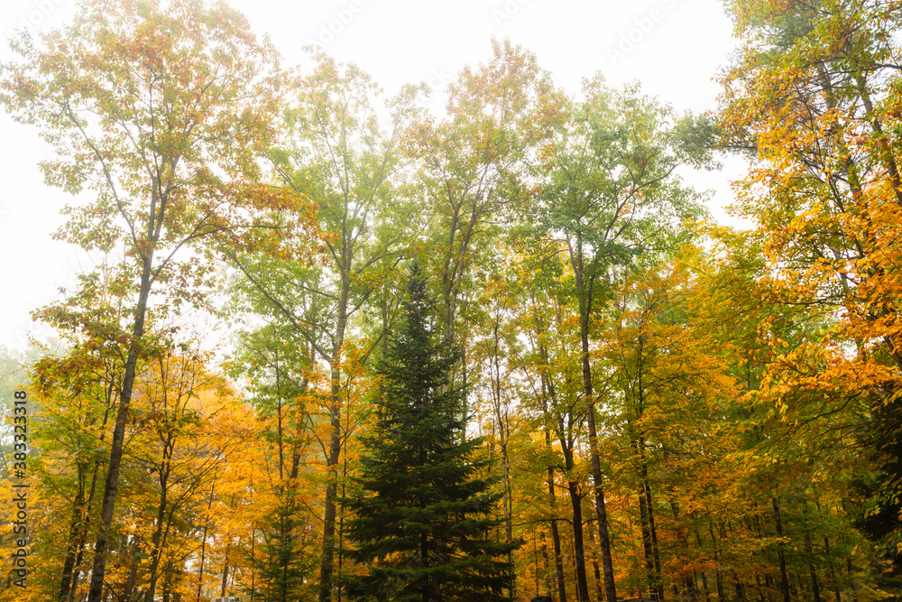 Foliage and leaves changing in the fall. New Hampshire forest background