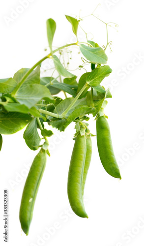 Isolated sweet green peas. White background.