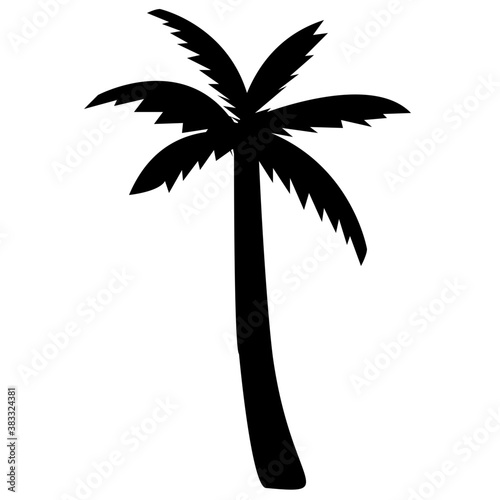  Long trunk palm tree 