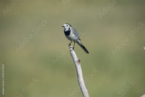 White wagtail in The Netherlands.