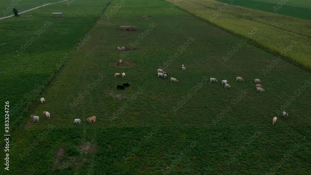 Aerial view of cows on lush green grass farm field revealing sunset Aerial view of cows on lush green grass farm field revealing sunset