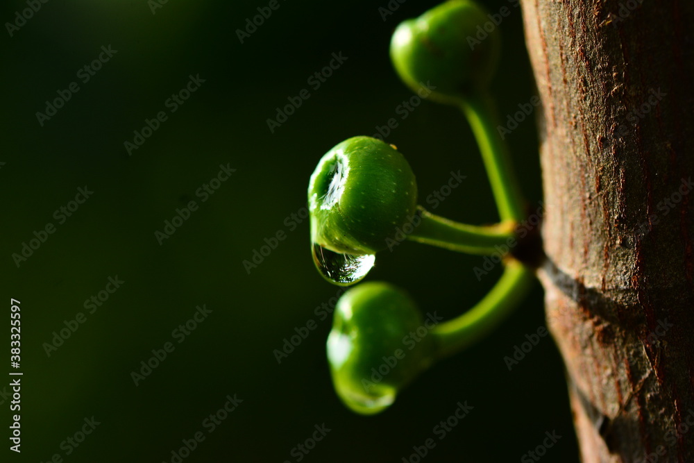 green, nature, plant, leaf, macro, vegetable, leaves, food, garden, spring, animal, close-up, closeup, insect, fresh, water, forest, flower, tree, white, pepper, branch, wild, bud, summer green, nature, plant, leaf, macro, vegetable, leaves, food, garden, spring, animal, close-up, closeup, insect, fresh, water, forest, flower, tree, white, pepper, branch, wild, bud, summer