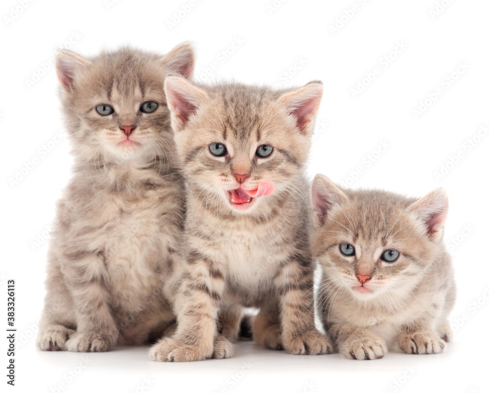 Three baby kittens. Three baby kittens.
