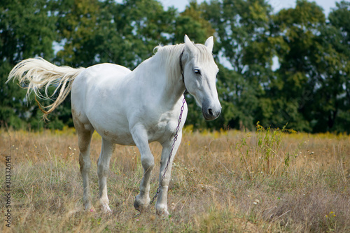  white horse in a field on dry grass