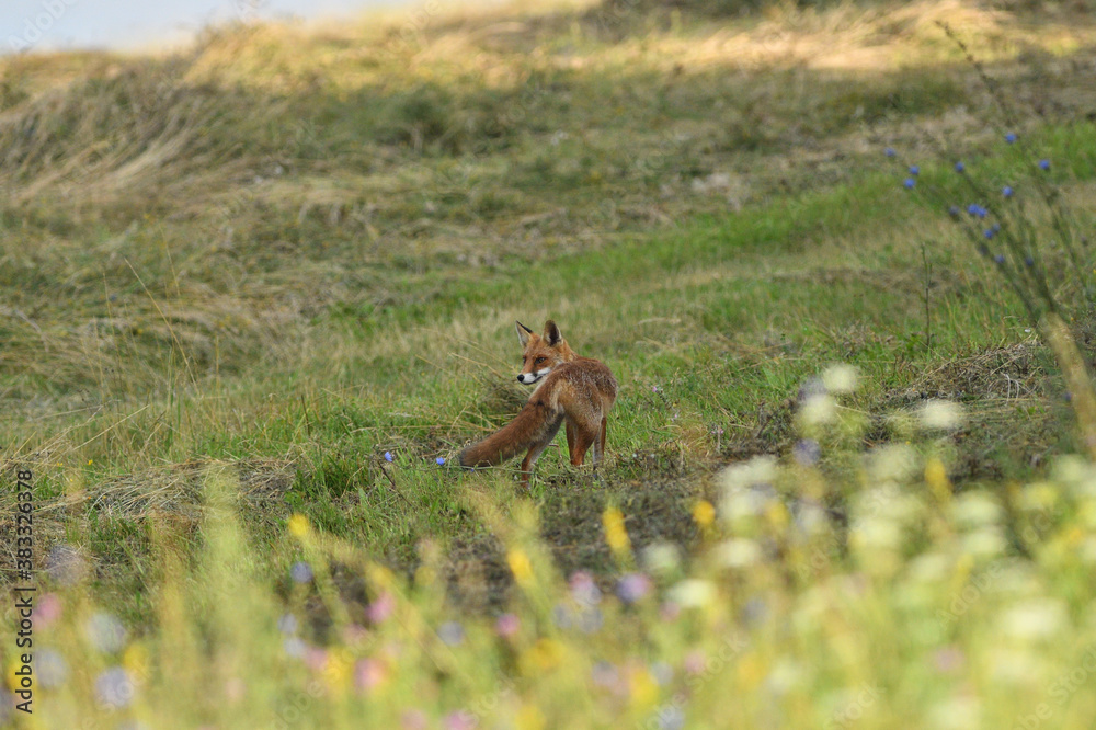 Red fox stalking on a meadow for mouse Red fox stalking on a meadow for mouse