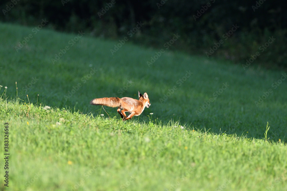 Red fox runs across the meadow to the forest Red fox runs across the meadow to the forest
