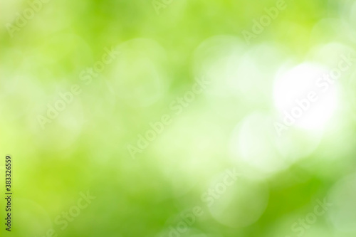 Green bokeh bright blurred green background is a beautiful natural sparkle in the daytime of the trees