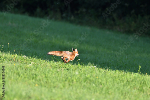 Red fox runs across the meadow to the forest © Pavol Klimek