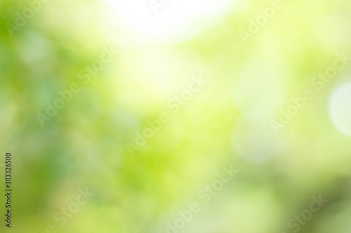 Green bokeh bright blurred green background is a beautiful natural sparkle in the daytime of the trees.