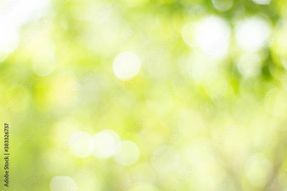Fototapeta Green bokeh bright blurred green background is a beautiful natural sparkle in the daytime of the trees.