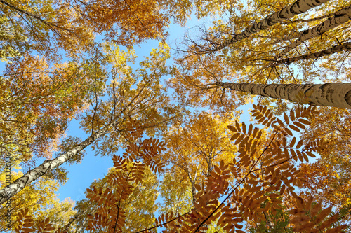 Autumn landscape with yellow trees. Beautiful bright view of nature in the fall lit by natural sunlight.