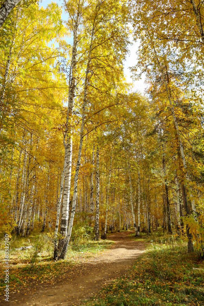 Fototapeta premium Autumn landscape with yellow trees. Beautiful bright view of nature in the fall lit by natural sunlight.