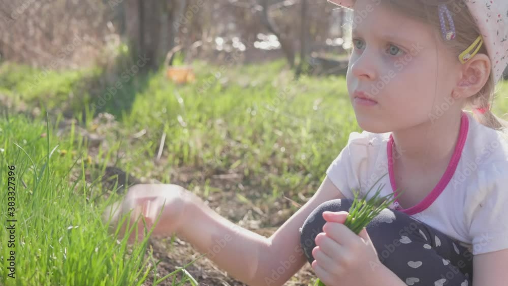 Little girl plucks spring onions from the garden bed.Child collects fresh green leaves in bundle to then eat fresh herbs. Little girl plucks spring onions from the garden bed.Child collects fresh green leaves in bundle to then eat fresh herbs.