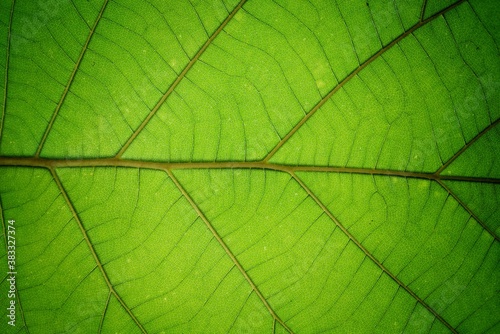 Beautiful leaf texture for Backdrop