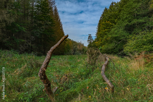 The Kirnitzschtal near Hinterhermsdorf in Saxon Switzerland